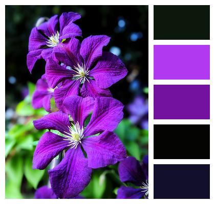 Purple Clematis Clematis Phone Wallpaper Image